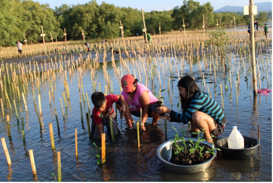NGCP’s mangrove project now a protected area and ecotourism site